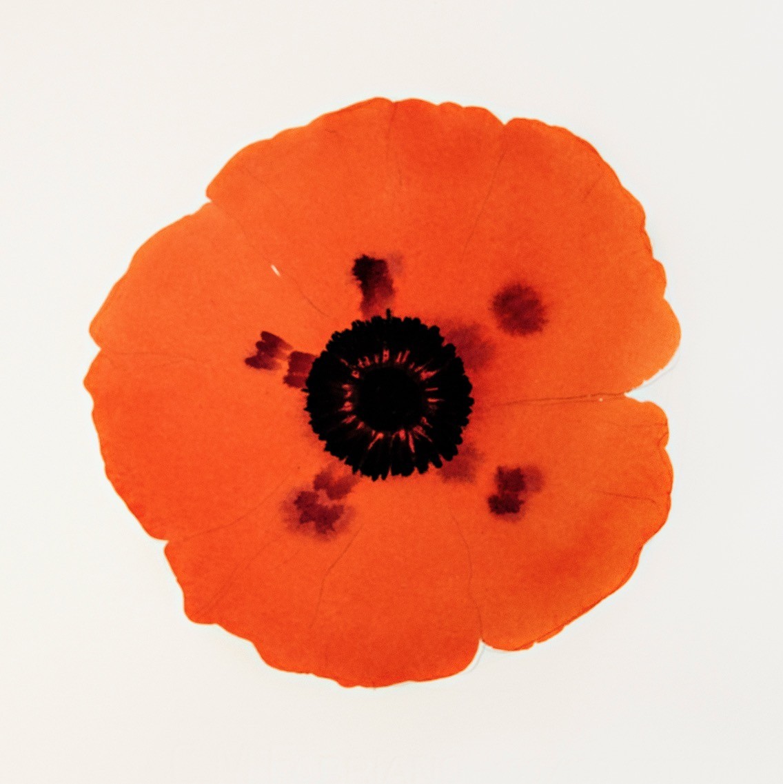 orange flower with black centre STAN ST