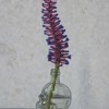 Purple Bromeliad 