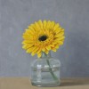 Yellow Gerbera 