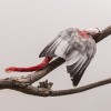 Galah Snake 